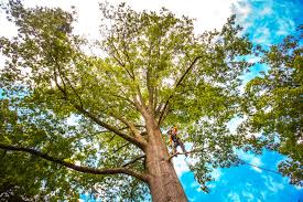 Best Tree Risk Assessment  in Black Point Green Point, CA