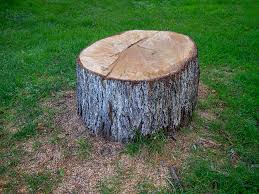 Best Stump Grinding and Removal  in Black Point Green Point, CA