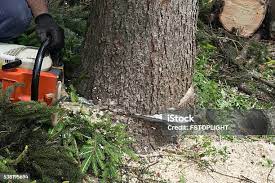 Best Leaf Removal  in Black Point Green Point, CA