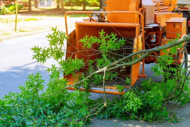 Black Point Green Point, CA Tree Services Company