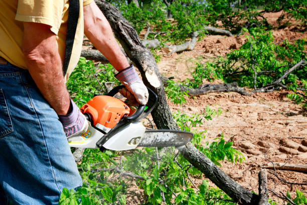 How Our Tree Care Process Works  in  Black Point Green Point, CA