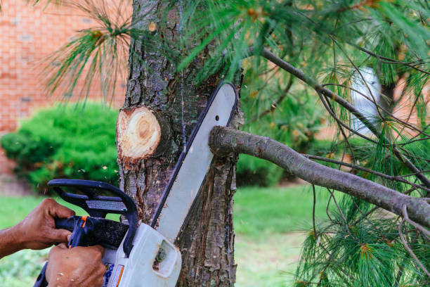 Best Emergency Tree Removal  in Black Point Green Point, CA